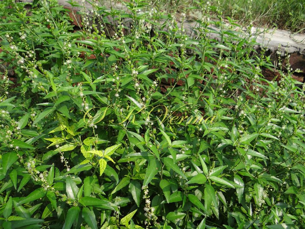  Plant